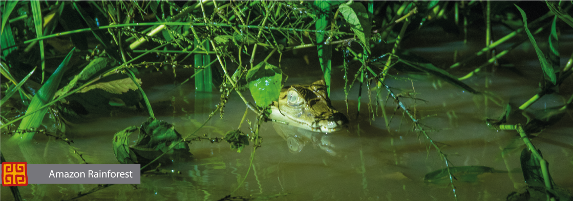 Amazon Peru
