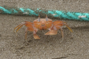 Crab Isla de la Plata Ecuador