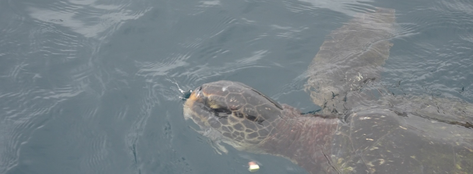 Sea Turtle Isla de la Plata