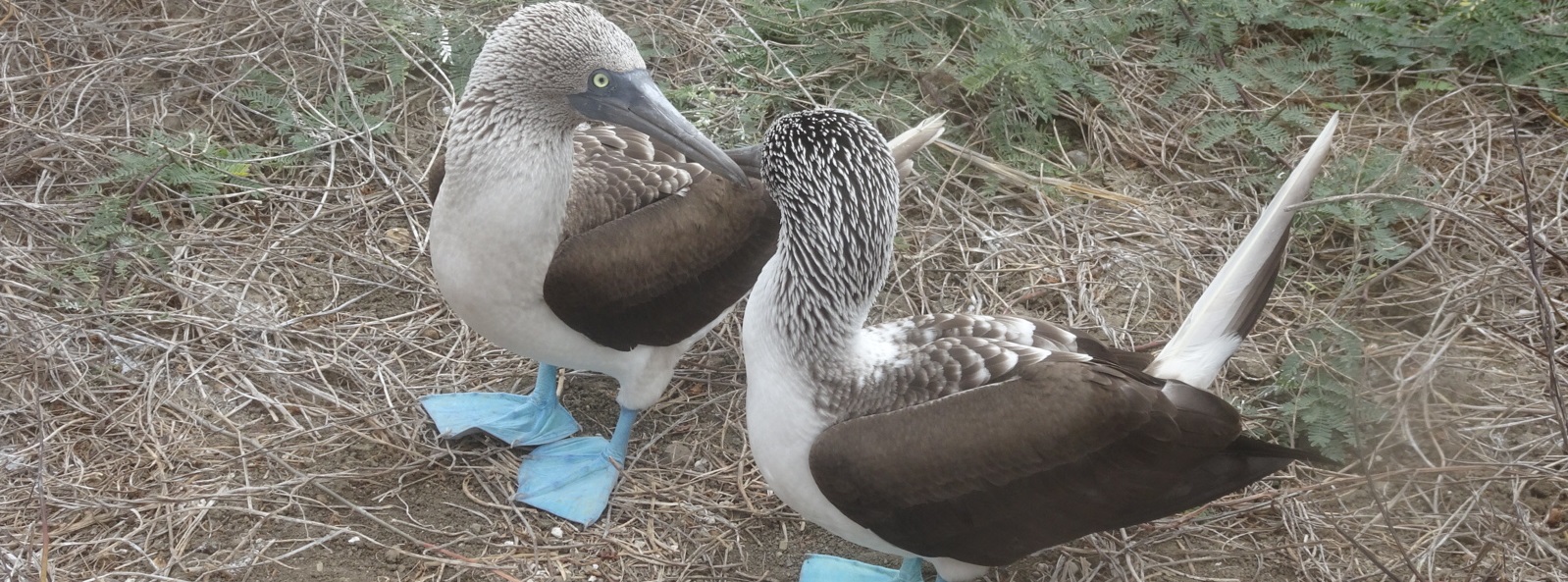 Blue-footed Boobies Isla de la Plata