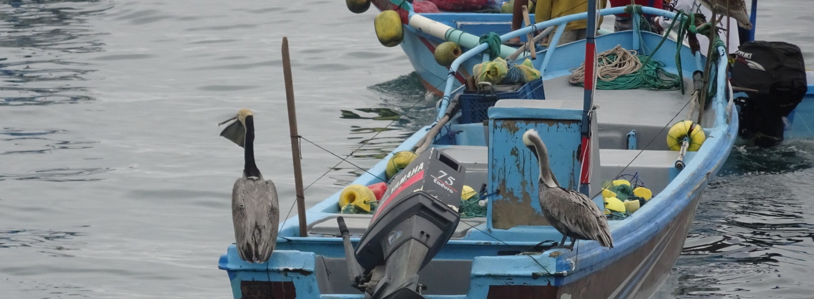 Boat, Fishing Boats, Pelicans, Ecuador, Puerto Lopez, Ocean, Small