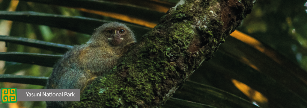 Ecuador Yasuni MICE Incentive Banner