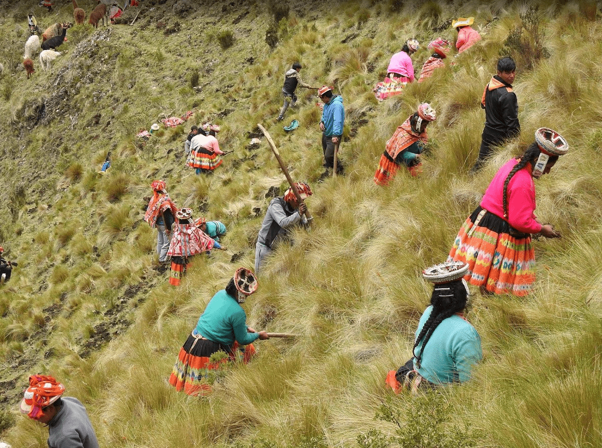 High-Andean forest restoration landscape