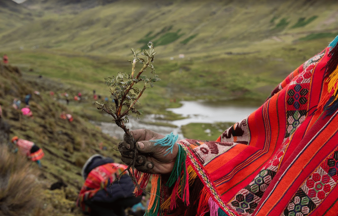 Acción Andina reforestation project